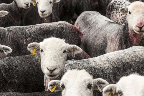 Herdwick fleeces were once a valuable commodity but today the sheep are farmed principally for their meat