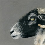 Mandy Allan - Swaledale Ewe at Sow How Farm