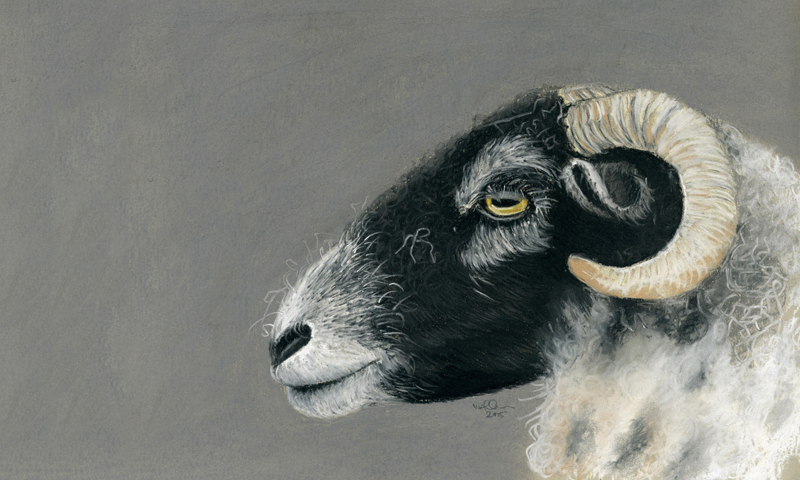 Mandy Allan - Swaledale Ewe at Sow How Farm