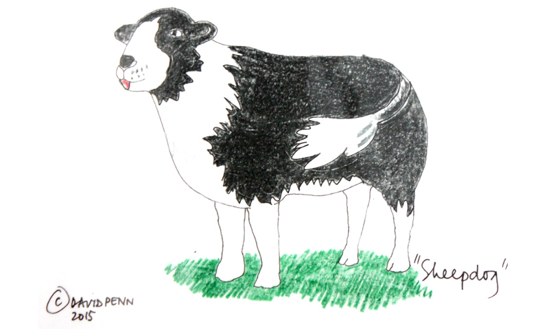 David Penn Sheepdog