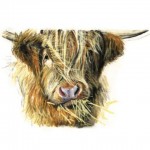 highland cow