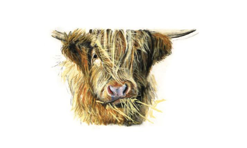 highland cow