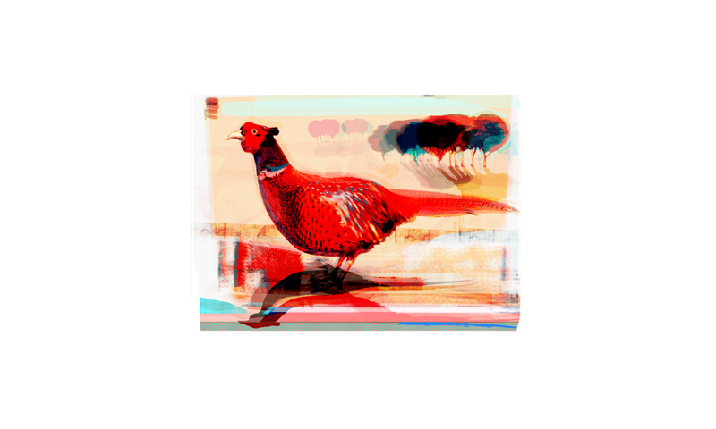 red pheasant