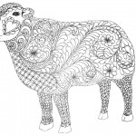 sheep image