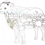 sheep image 2