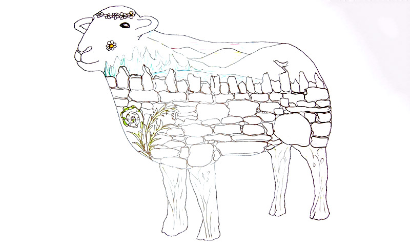 sheep image 2