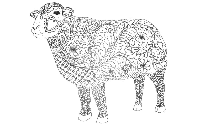 sheep image