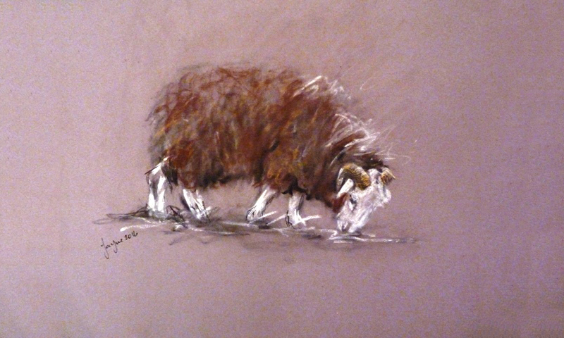 Herdwick small