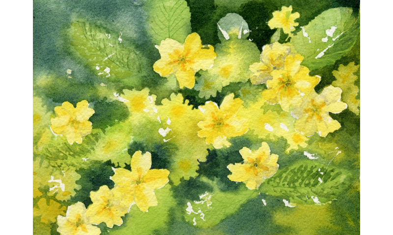 primroses